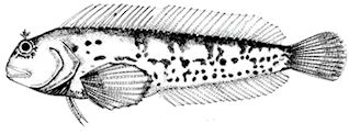 Parablennius pilicornis_claves